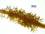 Tallo con organi uniloculari apicali
